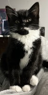 Tobias Stanton - must adopt with Violet