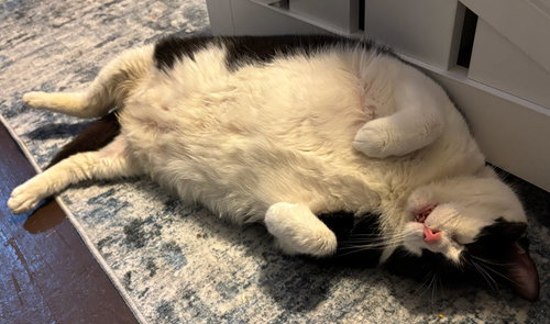 DALLAS AKA DALLY - Domestic Short Hair available for adoption