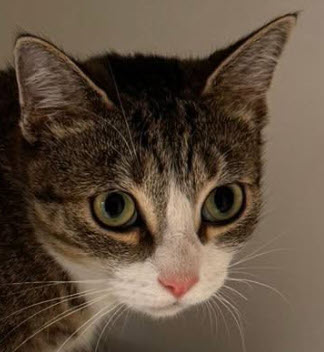 picture of the cat needing adoption