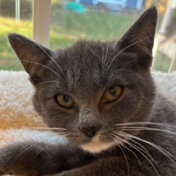 picture of the cat needing adoption