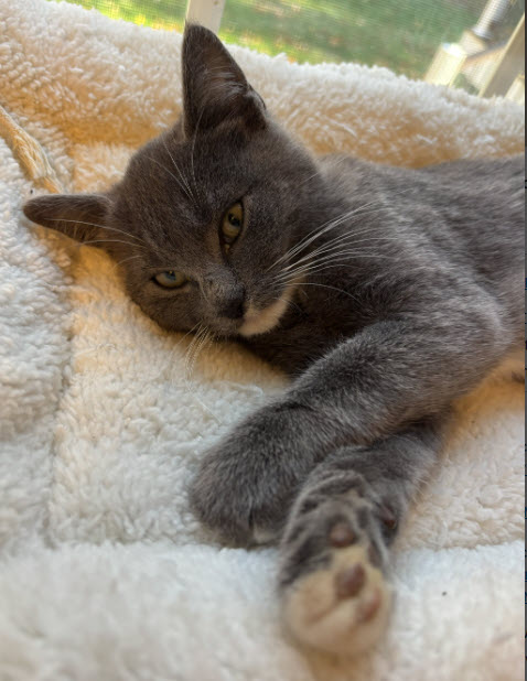 MASERATI STANTON - Domestic Short Hair available for adoption