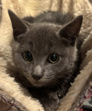 picture of the cat needing adoption