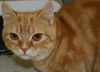 Francine