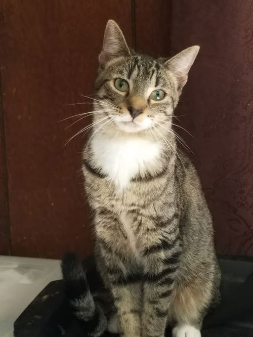 Augustus
