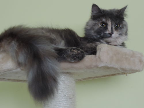 Meredith