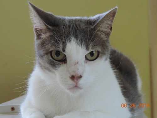 Deanna *Front Declawed*