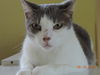 Deanna *Front Declawed*
