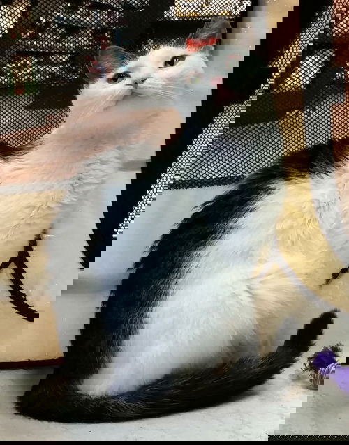 Hazel *video*
