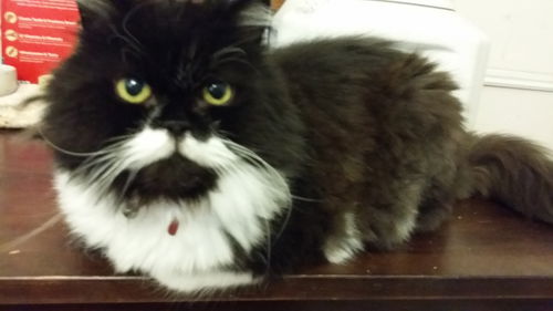 Noel *Front Declaw*