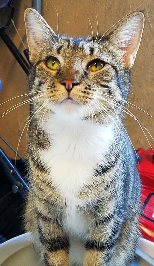 Stella