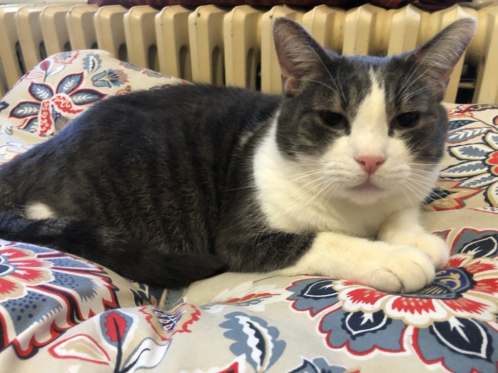 adoptable Cat in Philadelphia, PA named Gunner