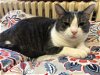adoptable Cat in , PA named Gunner