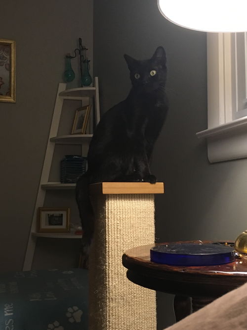 Ninja