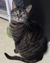 Cinnamon - Photo 2