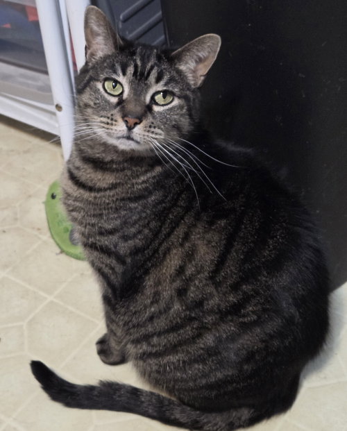 CINNAMON - Domestic Short Hair available for adoption