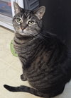 Cinnamon - Photo 1