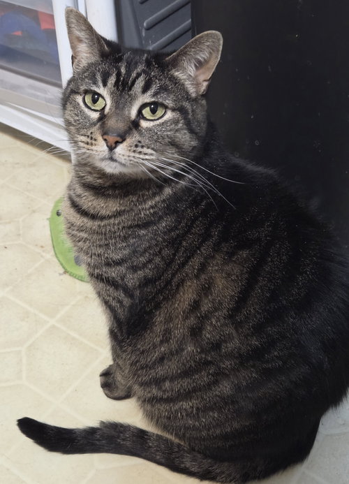 CINNAMON - Domestic Short Hair available for adoption