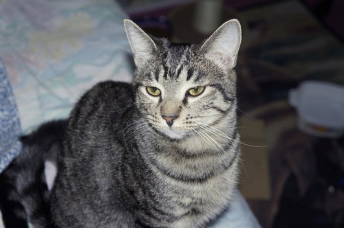 Cinnamon photo 7