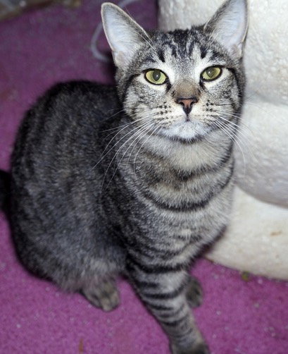 Cinnamon photo 6