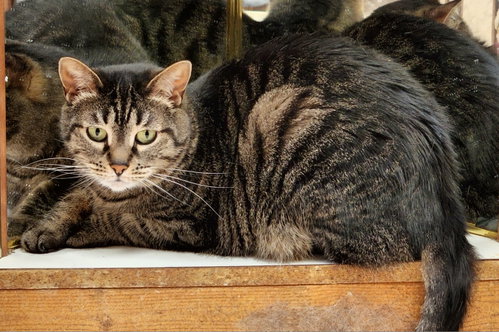 Cinnamon photo 5