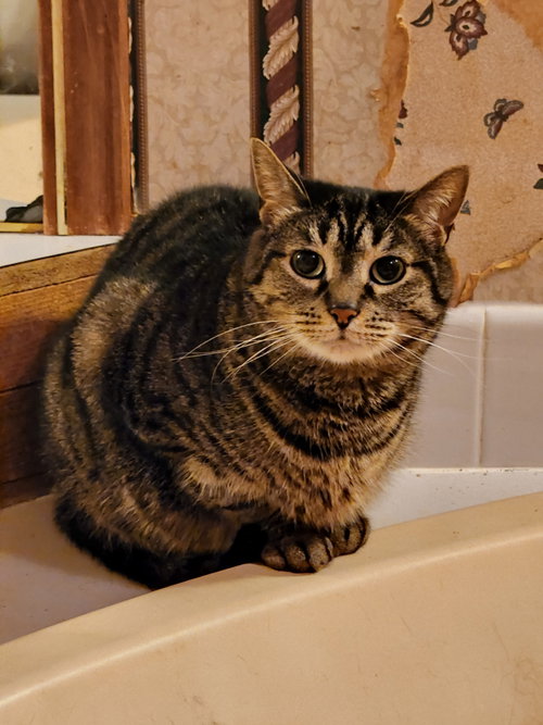 Cinnamon photo 4