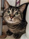 adoptable Cat in phila, PA named Cinnamon
