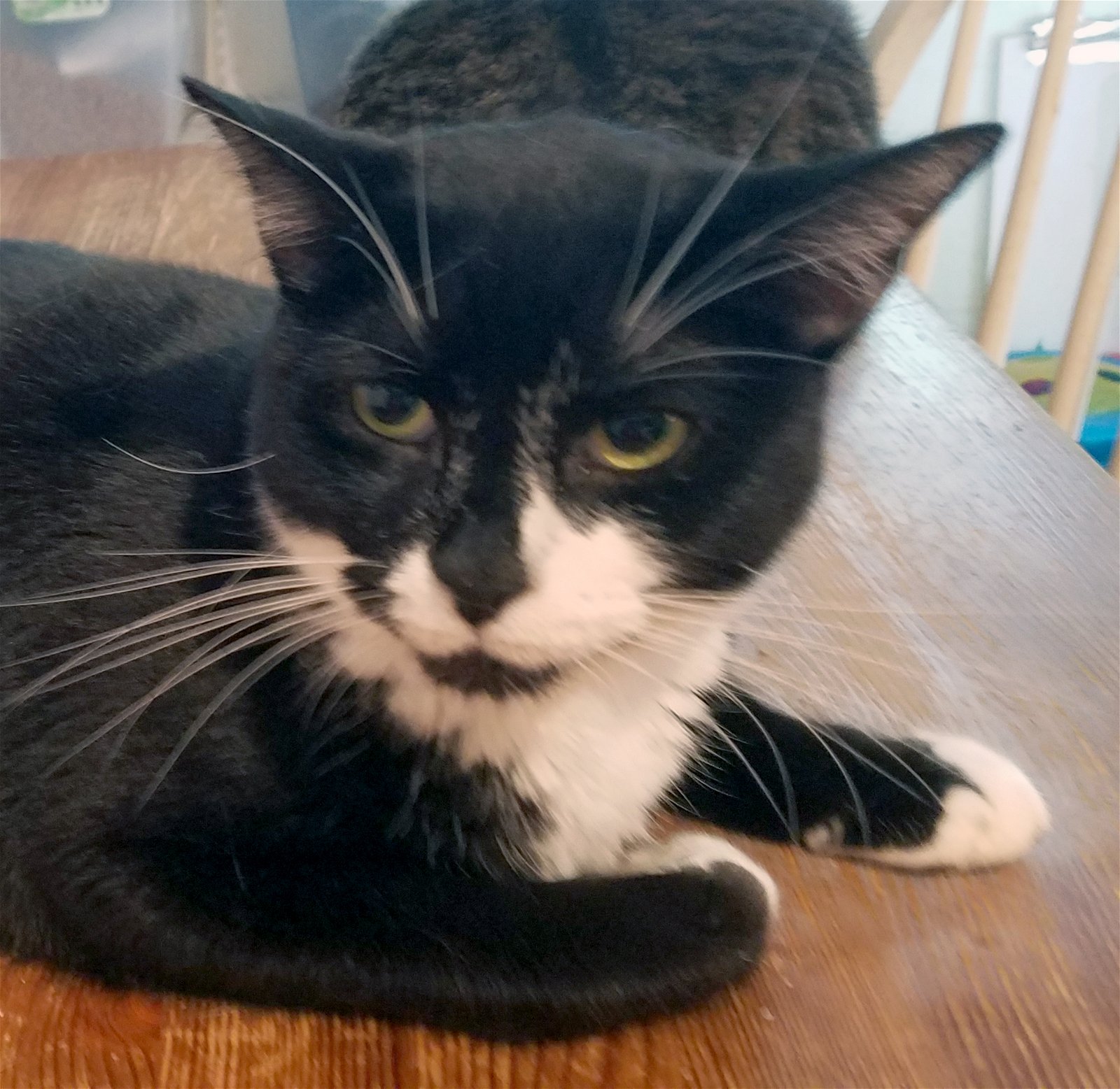 adoptable Cat in Philadelphia, PA named Spot