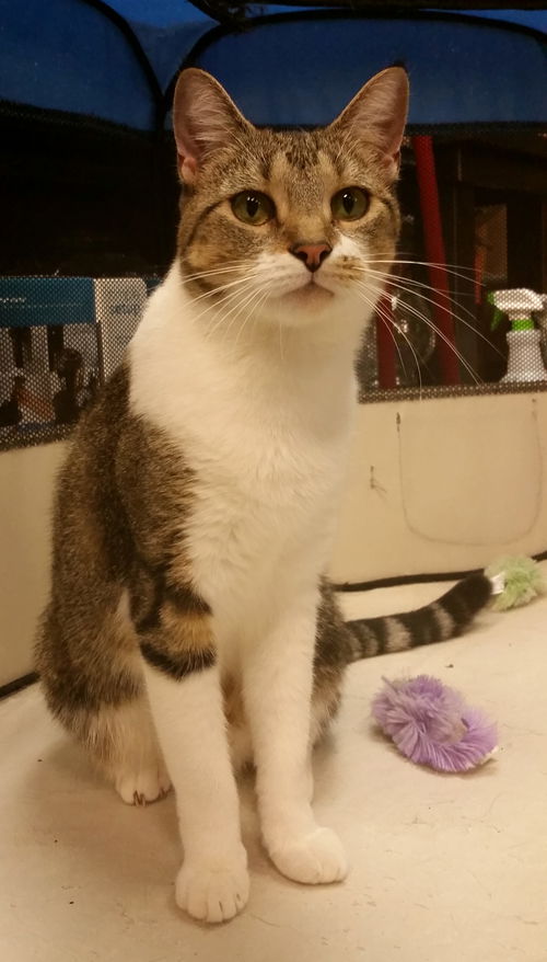 Summer (Tabby)