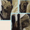 Lindsey *Video*