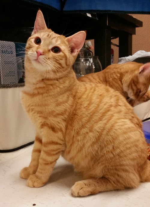 Rosie