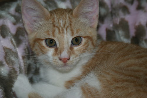 Ludo