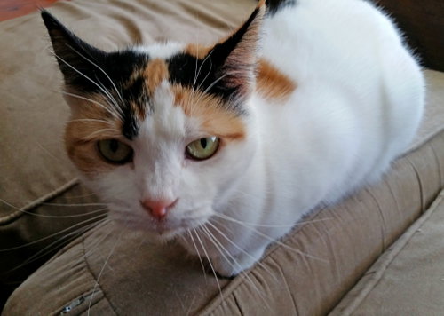 Freya photo 5