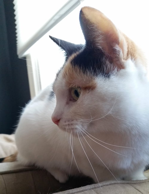 Freya photo 9
