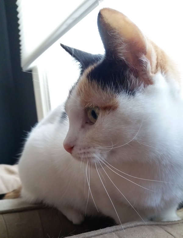 Freya