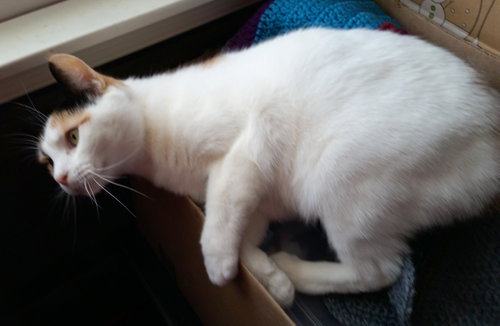 Freya photo 7