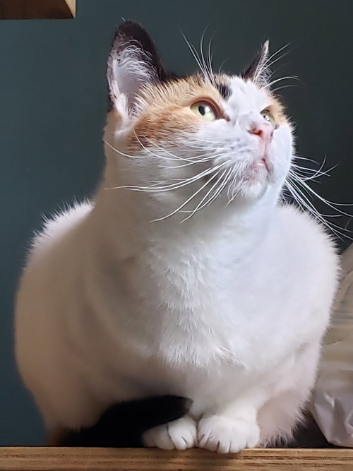 FREYA - Domestic Short Hair / Calico available for adoption