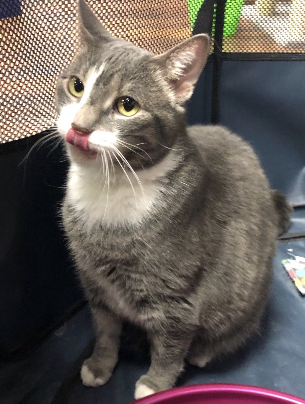 adoptable Cat in Philadelphia, PA named Jessica (gray tabby)