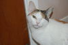 Lilly