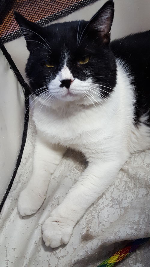 Mr. Bojangles