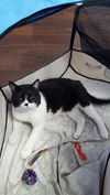 Mr. Bojangles