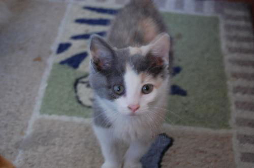 Leela