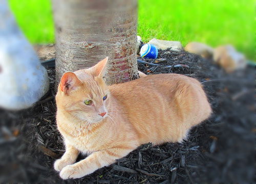 Sir Purrsalot