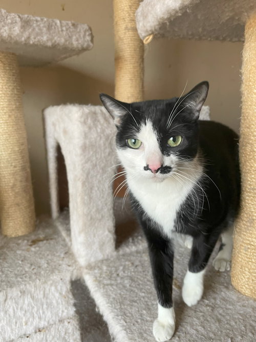 LUNA - Domestic Short Hair available for adoption