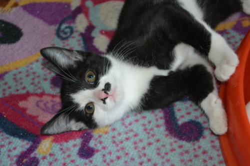 Luna photo 10