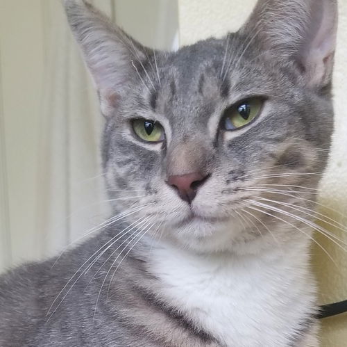 Nyla