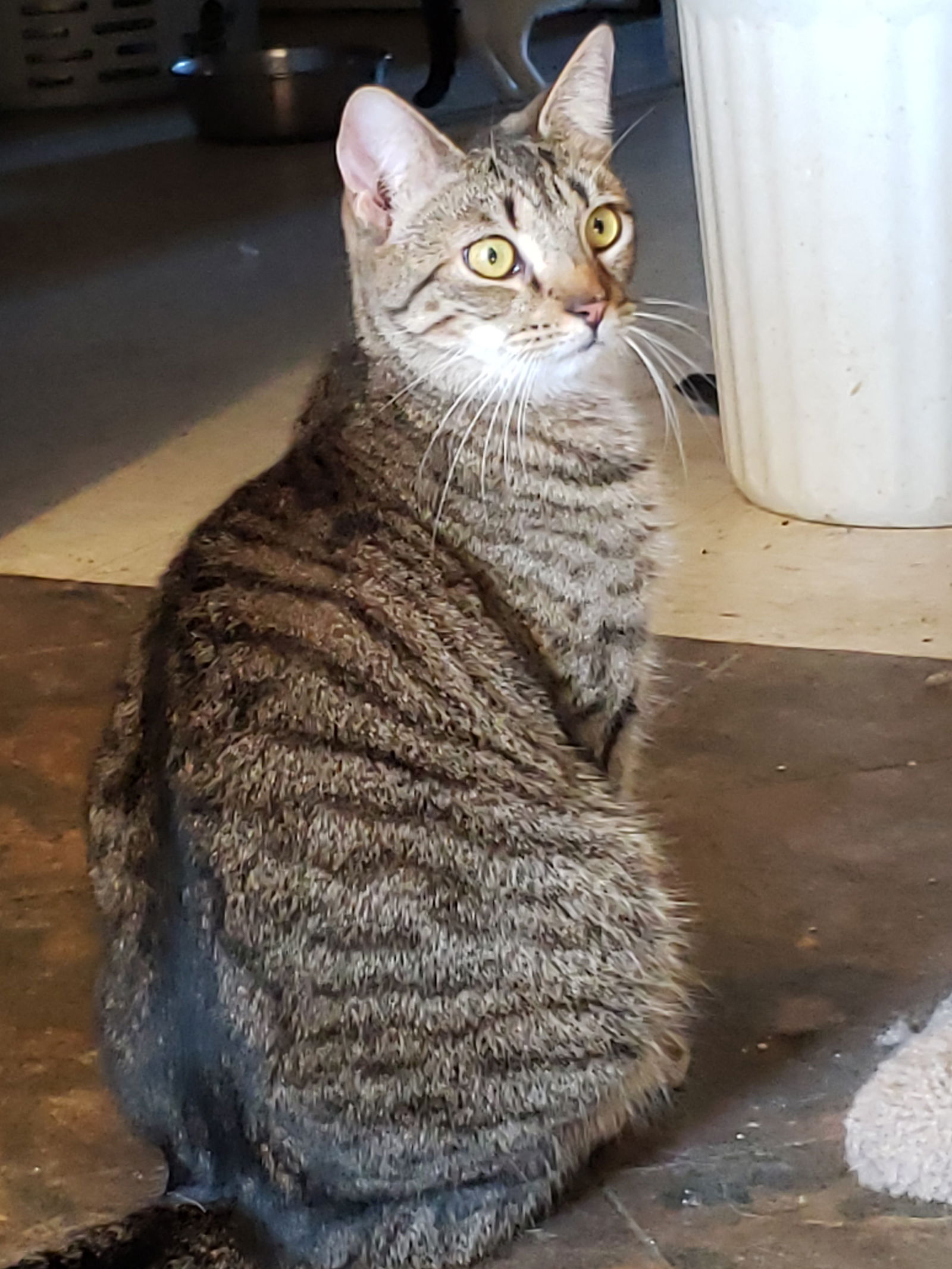 adoptable Cat in Philadelphia, PA named Malibu