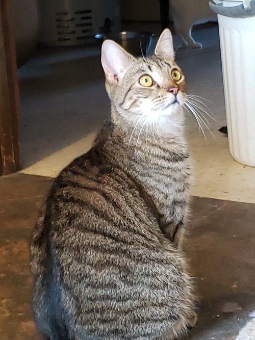 MALIBU - Domestic Short Hair available for adoption