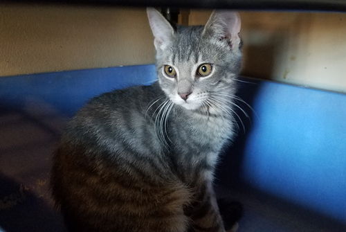 Doris