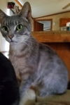 Griselda