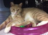 Shiloh